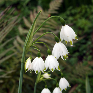 Snowflake 雪花蓮 (Netherlands荷蘭）